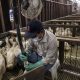 foie-gras-lula-sanciona-lei-e-
