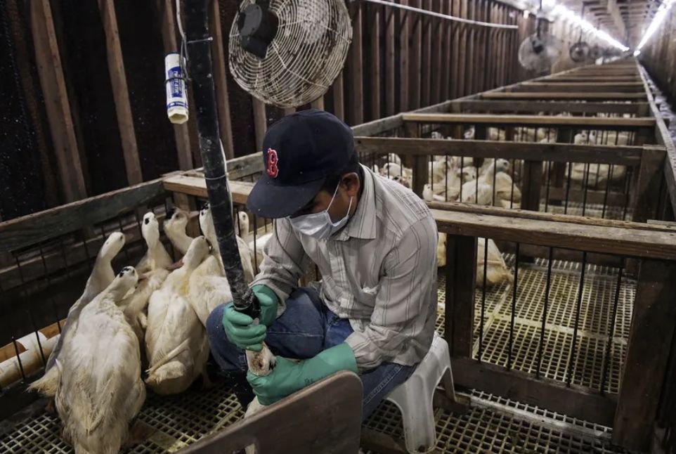 foie-gras-lula-sanciona-lei-e-
