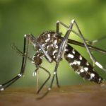 mosquito-da-dengue-pode-aprend