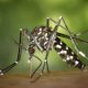 mosquito-da-dengue-pode-aprend