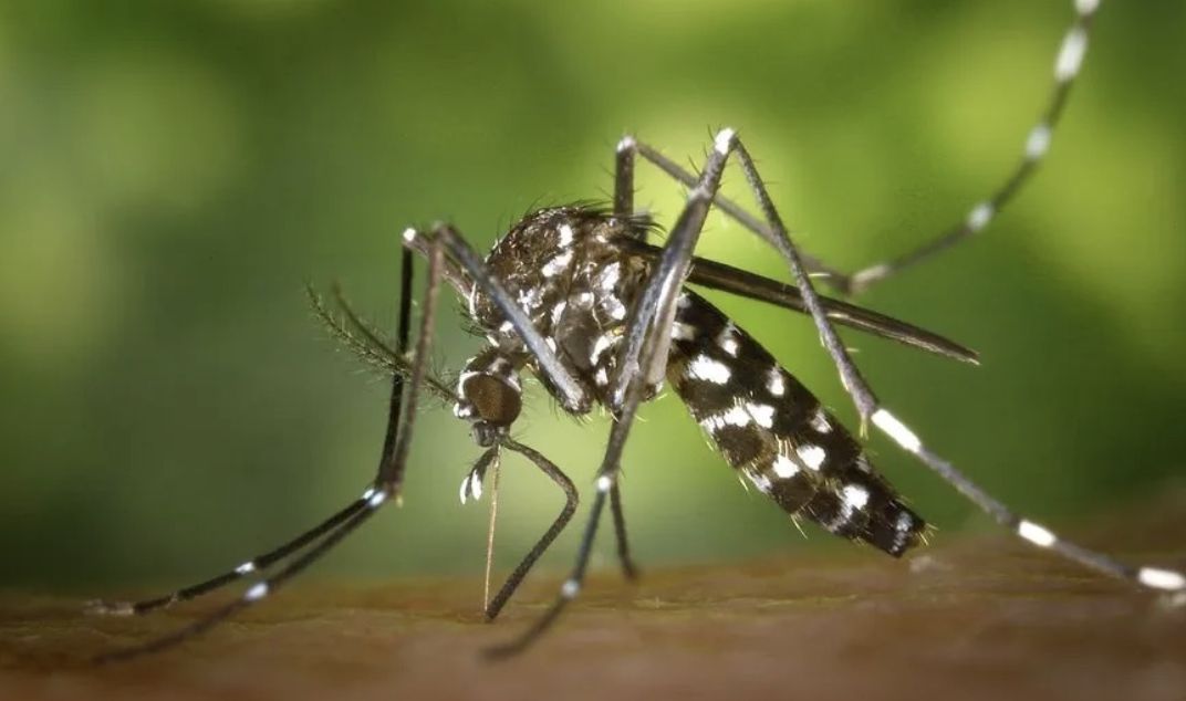 mosquito-da-dengue-pode-aprend