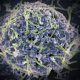 surto-de-ebola-na-republica-de