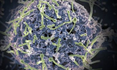 surto-de-ebola-no-congo-e-de-d
