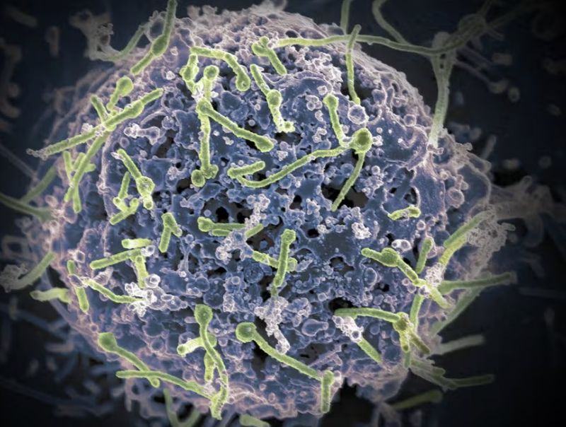 surto-de-ebola-no-congo-e-de-d