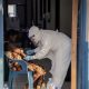 ebola-orgao-africano-afirma-qu