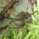 fungo-zumbi-e-encontrado-se-ab