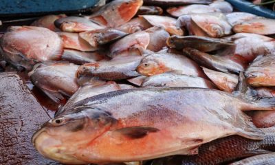 nos-rios-da-amazonia-peixes-ja