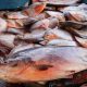 nos-rios-da-amazonia-peixes-ja