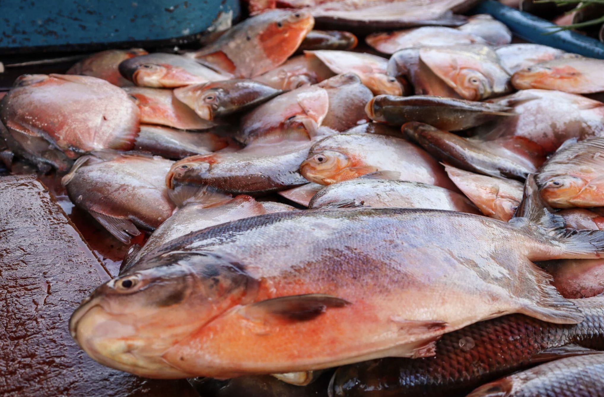 nos-rios-da-amazonia-peixes-ja