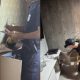 pf-faz-operacao-contra-venda-d