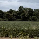 plantio-de-soja-em-areas-desma