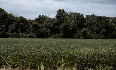 plantio-de-soja-em-areas-desma