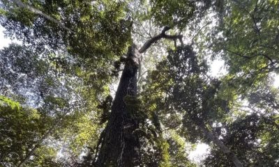quais-sao-as-18-arvores-que-su