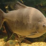 um-dos-peixes-mais-consumidos-