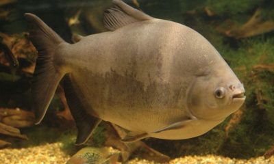 um-dos-peixes-mais-consumidos-