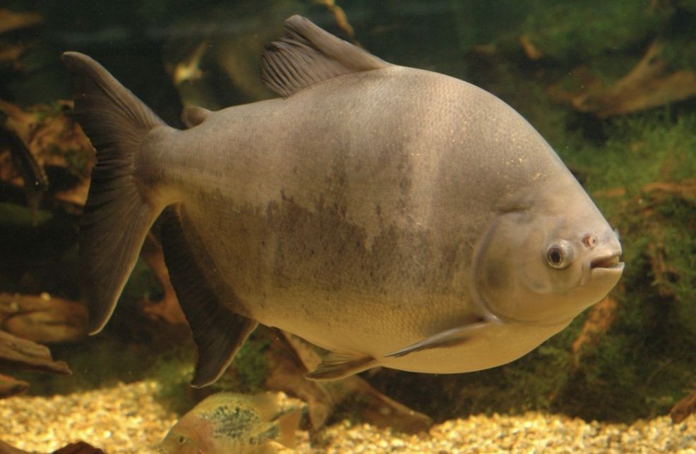 um-dos-peixes-mais-consumidos-